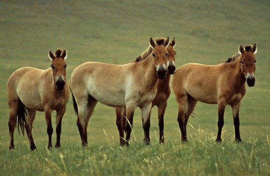 Przewalski's horses - Credit Patricia D Moehlman - IUCN