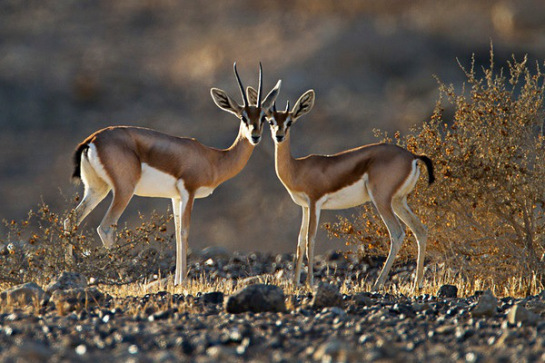 Dorcas gazelle in the desert