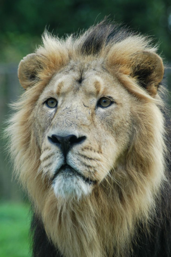 Asiatic lion in Gir Forest via Pinterest